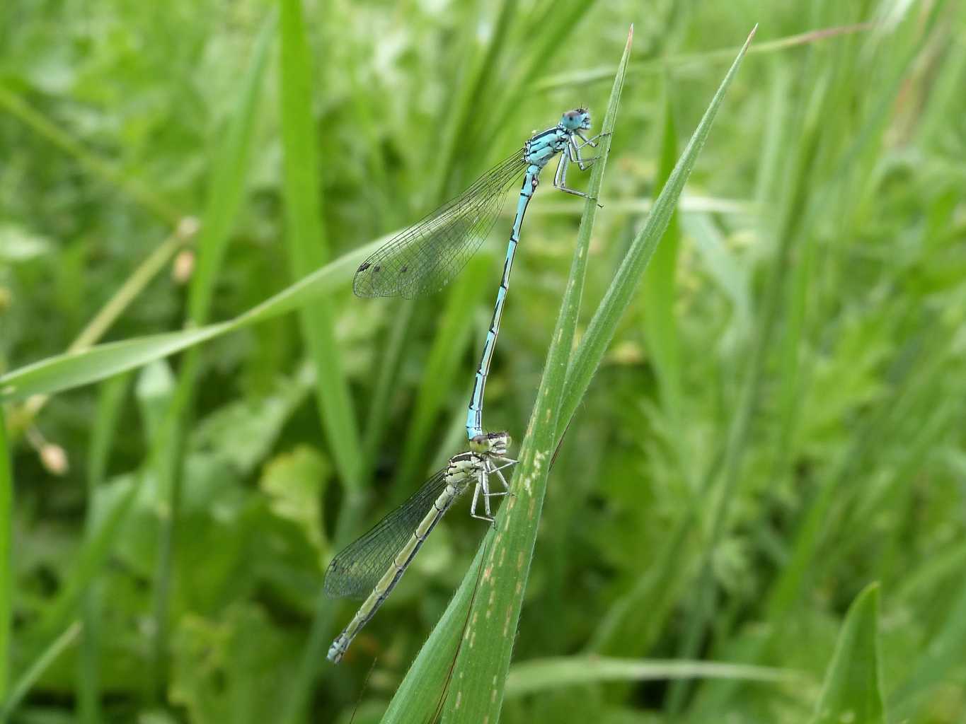 Coenagrion mercuriale castellani in accoppiamento